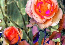 Rose Abstract