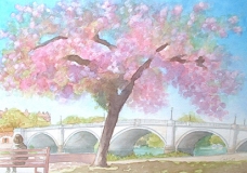 Richmond Bridge Under Blossom
