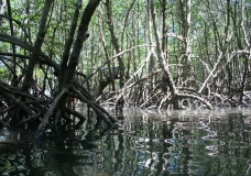 Mangrove