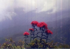 Flower from Heaven