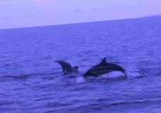 Dolphins