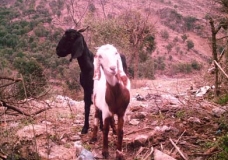 Animal Life