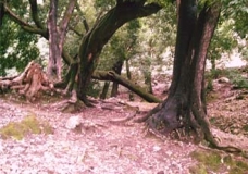 OLD TREES