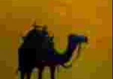 CAMEL IN LAST LIGHT