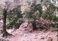 Green Tree