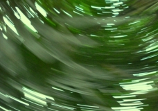 The Land Is Green