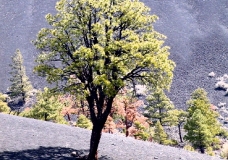Sunset Crater Trees