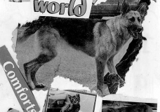 Care for animals