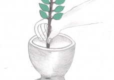 Plant a deciduous tree