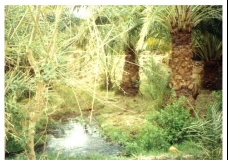 A water source in al Kharija oasis