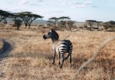 climate Change and Natural Heritage