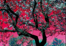 The Tree of Color