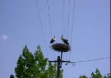 White Stork couple