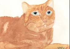 Furry Cat