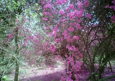 University Park