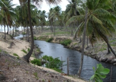 Rio Negro / Black River