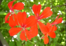 Red Geranium 1