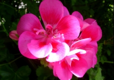 Pink Geranium 2