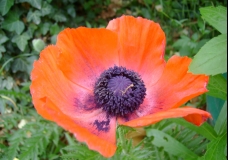 Red Poppy 1
