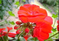Red Geranium 2