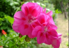 Pink Geranium 3