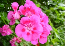 Pink Geranium with a little wasp