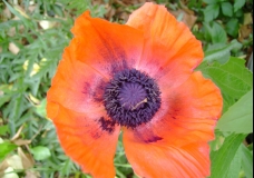 Red Poppy 2