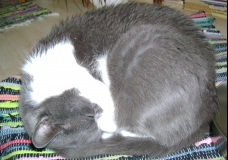 Muri wanting to sleep :)