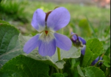 Violet