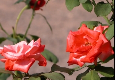 Red Roses