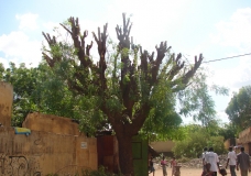 pour prévenir notre santé, entretenons les arbres