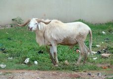 Mouton en danger