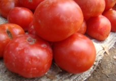 Tomate de mon pays