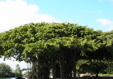 MIGHTY BANYAN