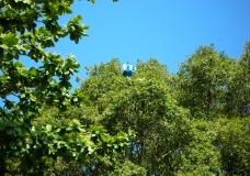 MY CANOPY......