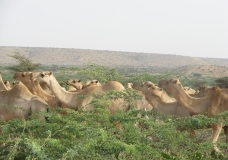 Somali Camels