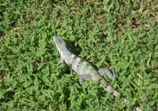 Exótico Toloc Yucateco