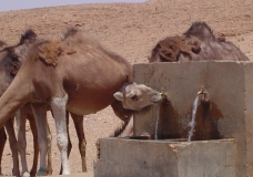 الماء