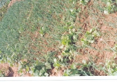 irrigation farming on the plateau, jos Nigeria