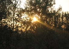 صورة معبرة