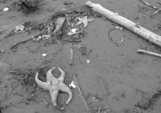 Seastar on Pachena - Dead (2)