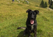 My Dog