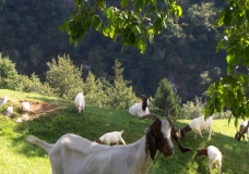 Goats