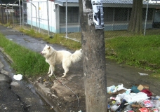 Perro amarrado junto a un basurero