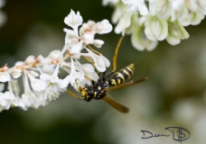 A Bee Closeup on Flower Cups