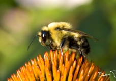 Bee on a Yellow Flower