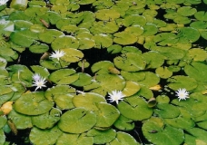 Plantas acu