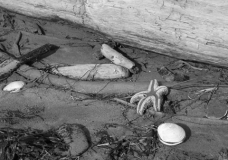 Seastar at Pachena - Dead (1)
