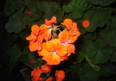 Flores