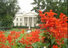 Flowers & White House